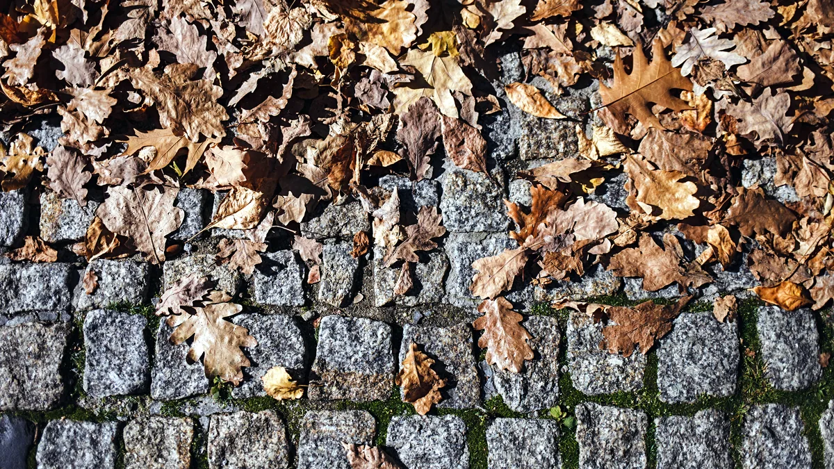 Golden autumn leaves scattered across a cobblestone street in soft light.